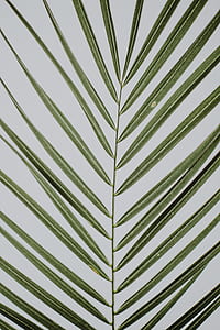 coconut palm tree leaf thumbnail