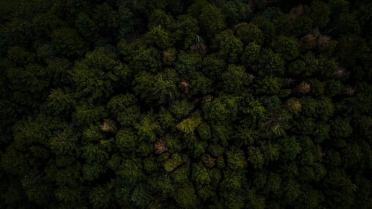 aerial view of green plants thumbnail