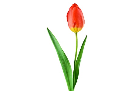 photo of red tulips with green leaf thumbnail