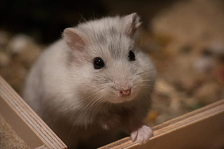 shallow focus photography of white mice thumbnail