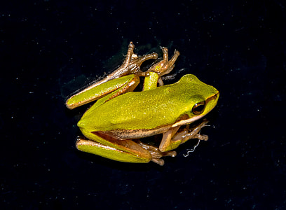 Eastern Sedge Frog thumbnail