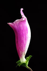 nature, petals, flower, colors thumbnail
