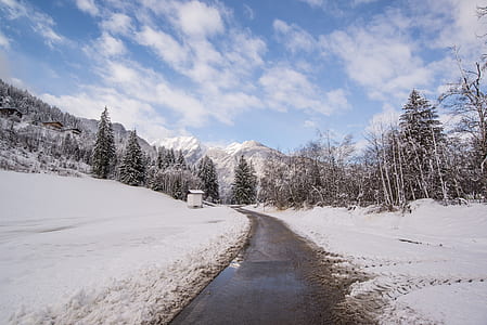snow coated pine trees at daytime thumbnail