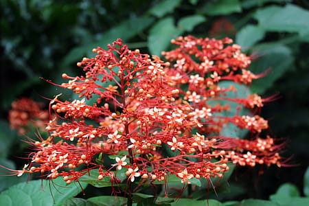 Exotic orange rainforest flower in south-east Asia thumbnail