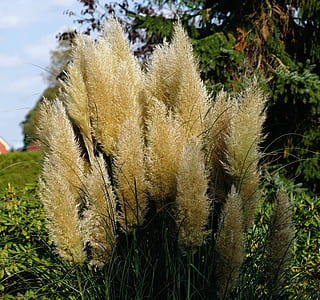 brown and green grass during daytime thumbnail