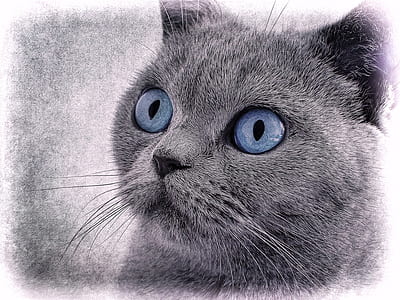 gray cat sketch thumbnail