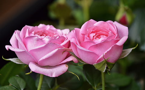 shallow focus photography of two pink petal flowers thumbnail