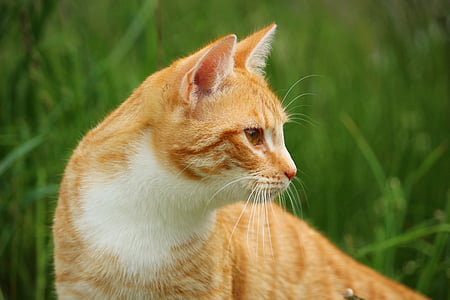 closeup photography of orange tabby cat near grass thumbnail