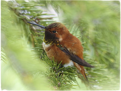 brown and black bird thumbnail