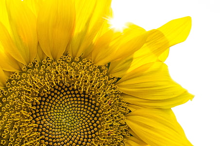 macro photography of sunflower thumbnail
