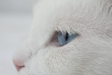 close-up photo of white cat thumbnail