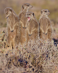 shallow focus photography of brown four legged animals thumbnail