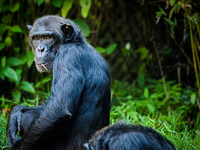 black chimpanzee thumbnail