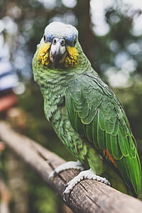 green parrot perched on wooden stick thumbnail