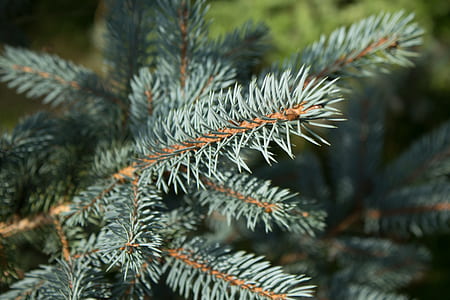 green plant thumbnail