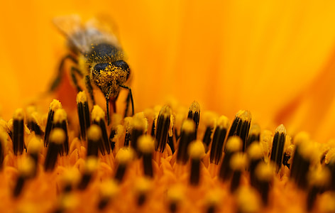 honey bee perching on yellow flower in macro photography thumbnail