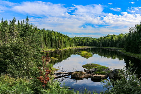 view of green leafed trees near body of water under clear sky thumbnail