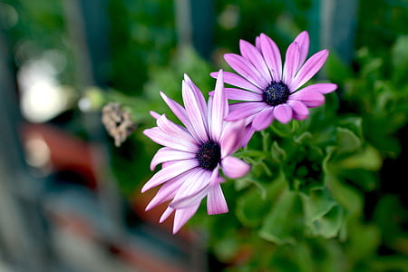 Purple Petal Flowers over Green Leaves thumbnail