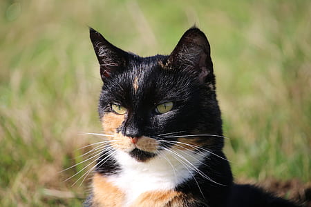 black and brown cat thumbnail