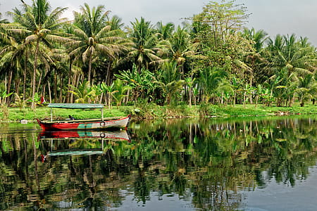 Red and White Boat Facing Palm Tree thumbnail