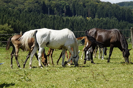 horses eating grass near trees at daytime thumbnail