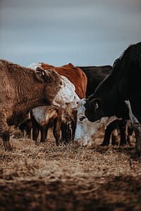 photo of herd of cows thumbnail