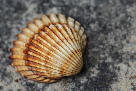 brown seashell thumbnail