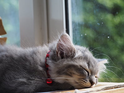 gray cat thumbnail