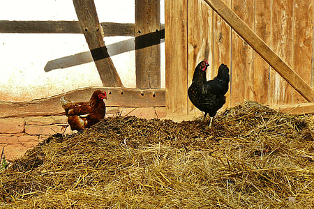 two black and red hens standing on brown soil thumbnail