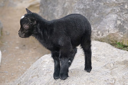 black cat thumbnail