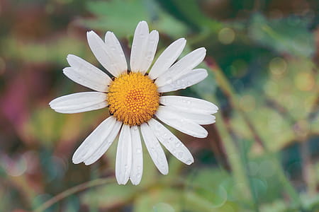 White Daisy Flower With Water Dew thumbnail