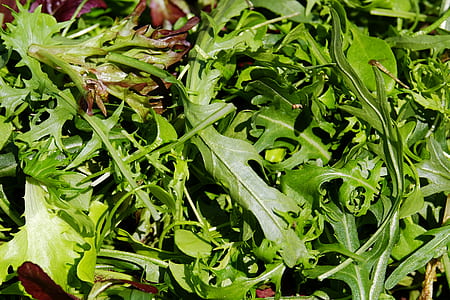 close-up photo of green leaf thumbnail