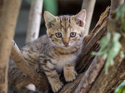 brown tabby kitten thumbnail