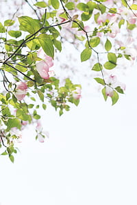 close up photo of white-and-pink dogwood flowers at daytime thumbnail