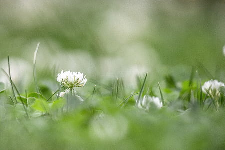 white petaled flower field on focus photo thumbnail