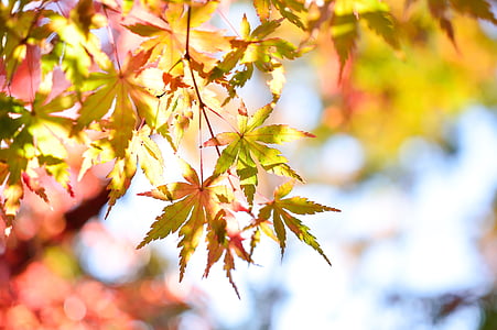 green and red leafed tree thumbnail