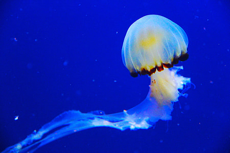 person holding jelly fish under water thumbnail