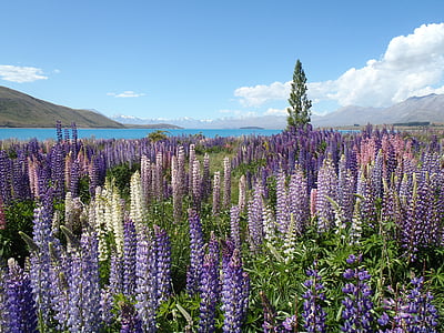 purple Hyssop flower field during daytime thumbnail