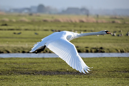 white goose flying during daytime thumbnail