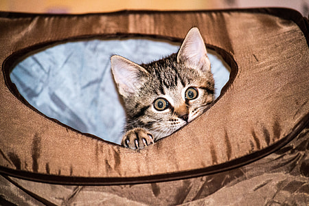 kitten inside brown bag thumbnail