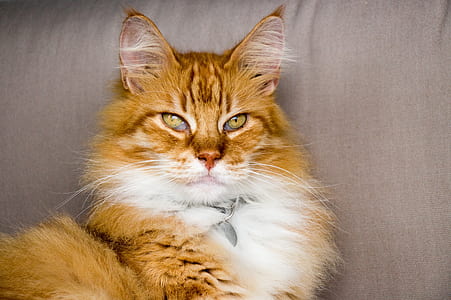 orange and white cat thumbnail