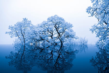 white leaves trees photography thumbnail