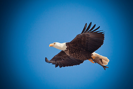 Bald Eagle photography thumbnail