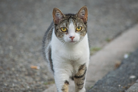 white and brown cat standing on concrete surface thumbnail