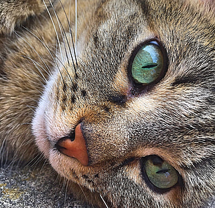 closeup photo of adult brown cat thumbnail