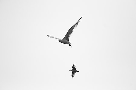 two birds flying during daytime thumbnail
