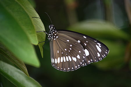 Black and White Spotted Butterfly on Green Leaf thumbnail