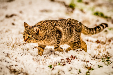 orange tabby cat on snow covered field thumbnail