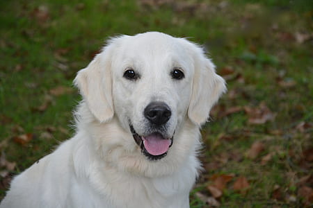 adult light Labrador retriever thumbnail