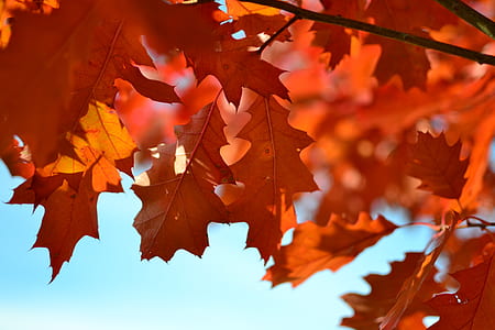 Orange Maple Tree during Daytime thumbnail